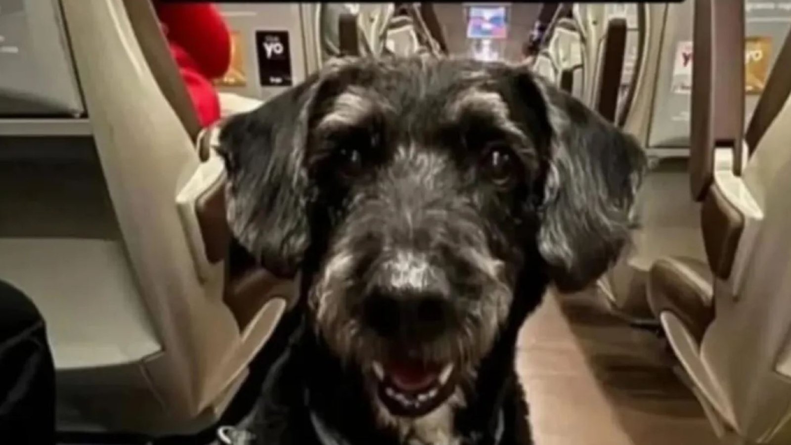 Interior permite iniciar la búsqueda de Boro, el perro perdido en el accidente ferroviario, en el perímetro del siniestro.