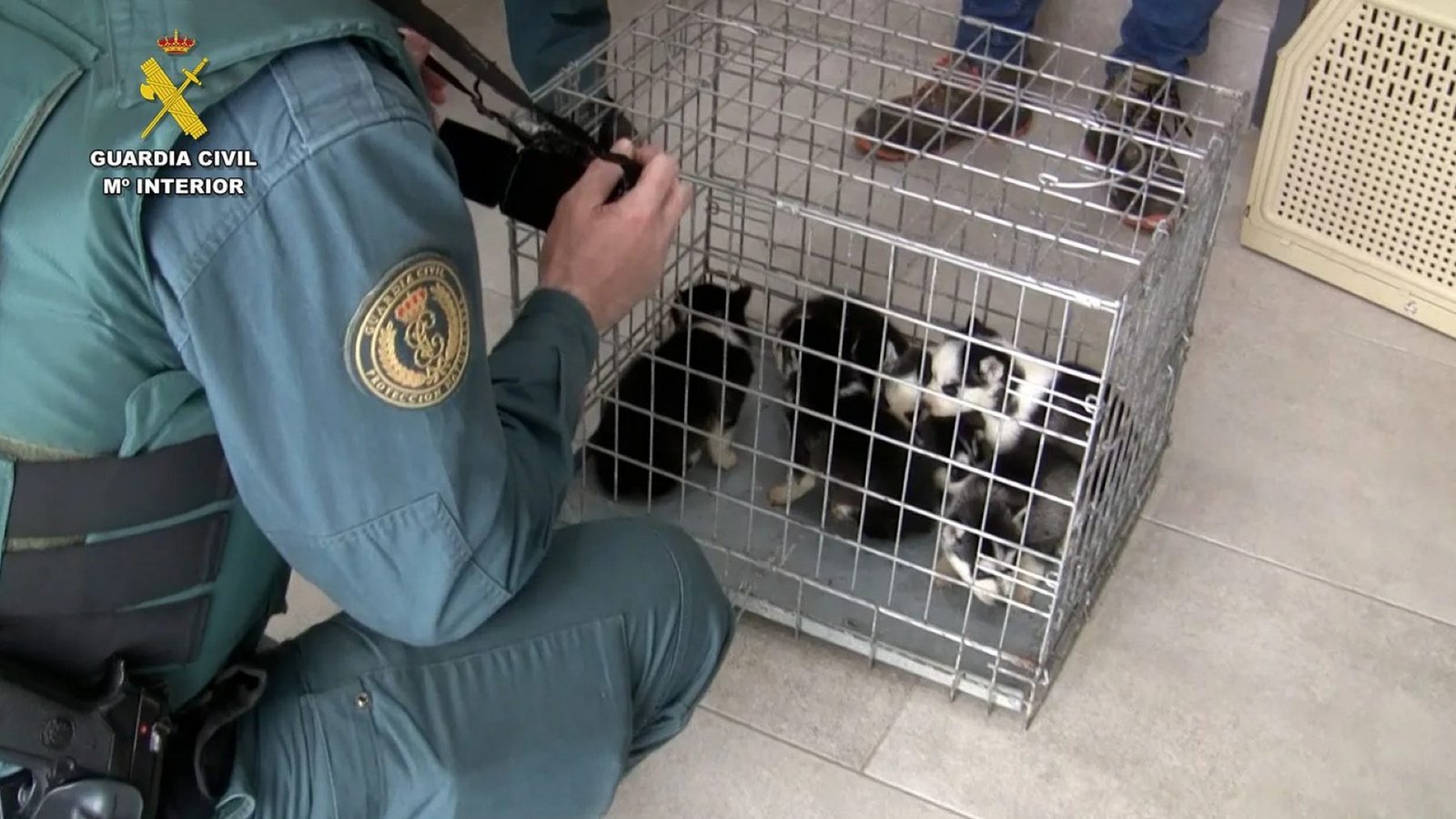 Extraditan desde Venezuela a un criador de perros con decenas de denuncias por maltrato animal.